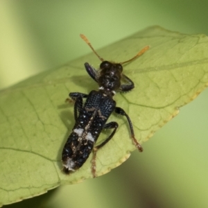 Scrobiger splendidus at Michelago, NSW - 14 Dec 2019