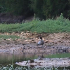 Chenonetta jubata (Australian Wood Duck) at Goulburn Wetlands - 1 Jan 2021 by Rixon