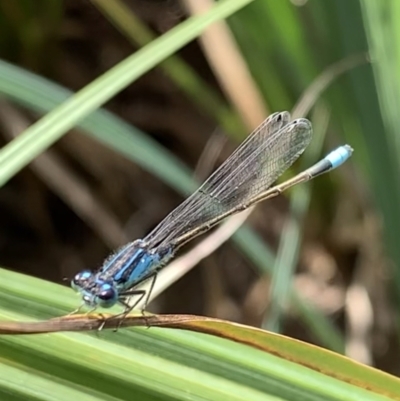 Ischnura heterosticta (Common Bluetail Damselfly) at Murrumbateman, NSW - 2 Jan 2021 by SimoneC