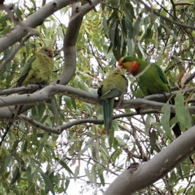 Polytelis swainsonii (Superb Parrot) at Red Hill to Yarralumla Creek - 2 Jan 2021 by JackyF