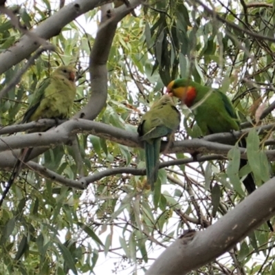 Polytelis swainsonii (Superb Parrot) at Hughes, ACT - 2 Jan 2021 by JackyF