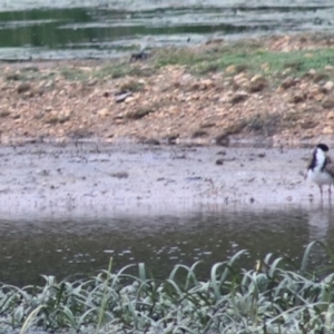 Vanellus miles at Goulburn, NSW - 1 Jan 2021 05:42 PM