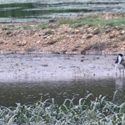 Vanellus miles (Masked Lapwing) at Goulburn Wetlands - 1 Jan 2021 by Rixon