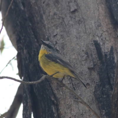 Eopsaltria australis (Eastern Yellow Robin) at Paddys River, ACT - 30 Dec 2020 by Rixon