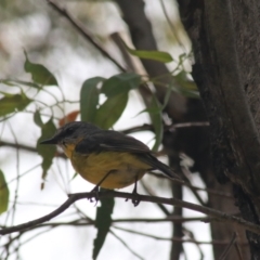 Eopsaltria australis at Paddys River, ACT - 30 Dec 2020