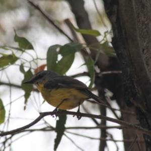 Eopsaltria australis at Paddys River, ACT - 30 Dec 2020