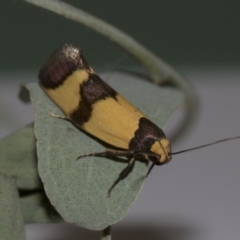 Chrysonoma fascialis (A Concealer moth (Wingia group) at Higgins, ACT - 10 Feb 2019 by AlisonMilton