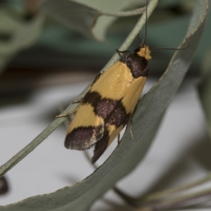 Chrysonoma fascialis at Higgins, ACT - 10 Feb 2019 07:18 AM