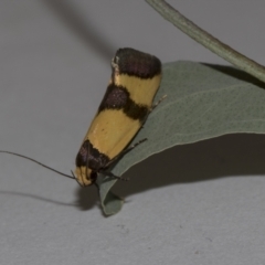 Chrysonoma fascialis at Higgins, ACT - 10 Feb 2019 07:18 AM