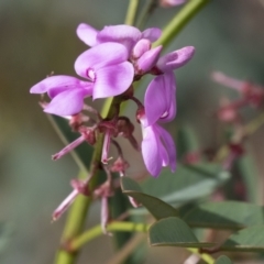 Indigofera australis subsp. australis (Australian Indigo) at Illilanga & Baroona - 17 Oct 2020 by Illilanga