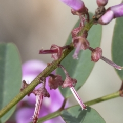 Indigofera australis subsp. australis at Michelago, NSW - 17 Oct 2020