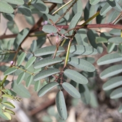 Indigofera australis subsp. australis at Michelago, NSW - 17 Oct 2020 02:21 PM