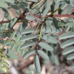 Indigofera australis subsp. australis at Michelago, NSW - 17 Oct 2020
