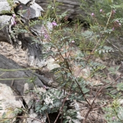 Indigofera australis subsp. australis at Michelago, NSW - 17 Oct 2020