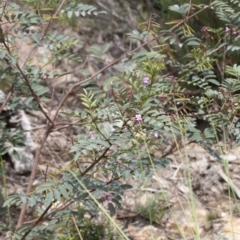 Indigofera australis subsp. australis at Michelago, NSW - 17 Oct 2020