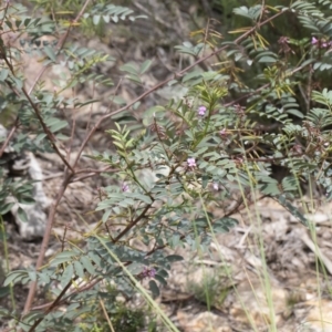 Indigofera australis subsp. australis at Michelago, NSW - 17 Oct 2020 02:21 PM