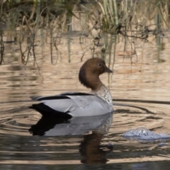 Chenonetta jubata (Australian Wood Duck) at Illilanga & Baroona - 3 Sep 2020 by Illilanga