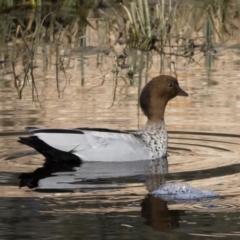 Chenonetta jubata at Michelago, NSW - 4 Sep 2020