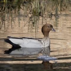 Chenonetta jubata at Michelago, NSW - 4 Sep 2020