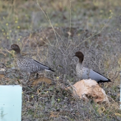 Chenonetta jubata (Australian Wood Duck) at Michelago, NSW - 21 Jun 2020 by Illilanga