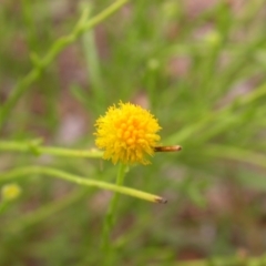 Calotis lappulacea (Yellow Burr Daisy) at Watson, ACT - 2 Jan 2021 by waltraud