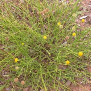 Calotis lappulacea at Watson, ACT - 2 Jan 2021