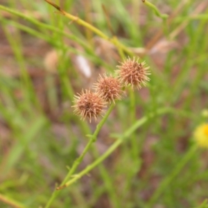 Calotis lappulacea at Watson, ACT - 2 Jan 2021