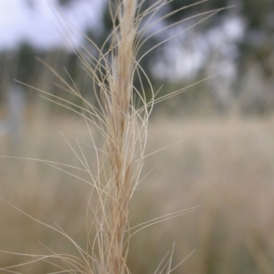 Dichelachne sp. (Plume Grasses) at Mount Majura - 2 Jan 2021 by waltraud