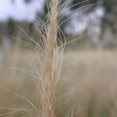Dichelachne sp. (Plume Grasses) at Watson, ACT - 2 Jan 2021 by waltraud