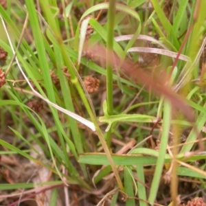 Dichelachne sp. at Watson, ACT - 2 Jan 2021