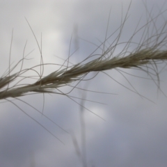 Dichelachne sp. at Watson, ACT - 2 Jan 2021