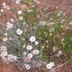 Leucochrysum albicans subsp. tricolor at Watson, ACT - 2 Jan 2021