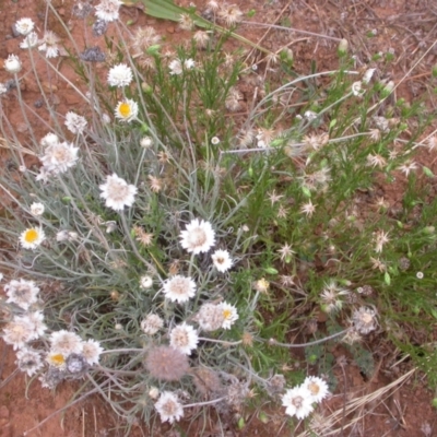 Leucochrysum albicans subsp. tricolor (Hoary Sunray) at Watson, ACT - 2 Jan 2021 by waltraud