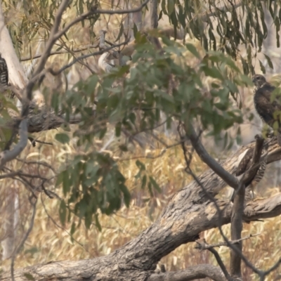 Tachyspiza fasciata (Brown Goshawk) at Michelago, NSW - 14 Jan 2020 by Illilanga