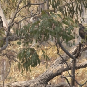 Tachyspiza fasciata at Michelago, NSW - 14 Jan 2020