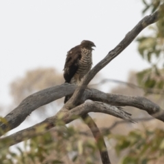 Tachyspiza fasciata at Michelago, NSW - 14 Jan 2020