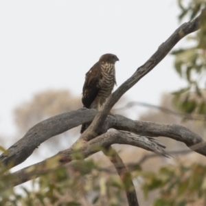 Tachyspiza fasciata at Michelago, NSW - 14 Jan 2020