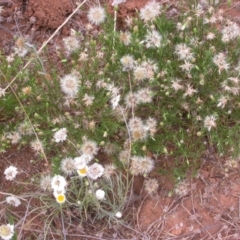 Vittadinia muelleri (Narrow-leafed New Holland Daisy) at Mount Majura - 2 Jan 2021 by waltraud