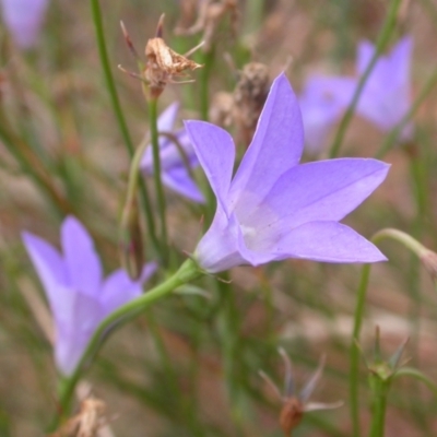 Wahlenbergia sp. (Bluebell) at Mount Majura - 2 Jan 2021 by waltraud