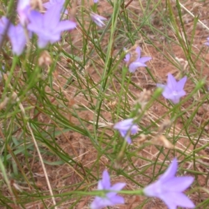 Wahlenbergia sp. at Watson, ACT - 2 Jan 2021 07:05 PM