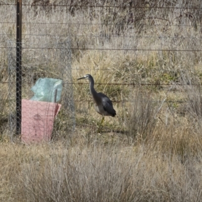 Egretta novaehollandiae (White-faced Heron) at Michelago, NSW - 11 Aug 2020 by Illilanga