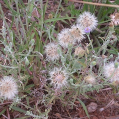 Vittadinia gracilis (New Holland Daisy) at Mount Majura - 2 Jan 2021 by waltraud