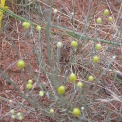 Calocephalus citreus (Lemon Beauty Heads) at Mount Majura - 2 Jan 2021 by waltraud