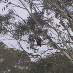 Aquila audax (Wedge-tailed Eagle) at Charleys Forest, NSW - 22 May 2004 by Illilanga