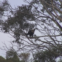 Aquila audax at Charleys Forest, NSW - 23 May 2004 09:56 AM