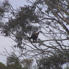 Aquila audax at Charleys Forest, NSW - 23 May 2004