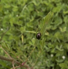 Chrysolina quadrigemina at Michelago, NSW - 27 Oct 2020