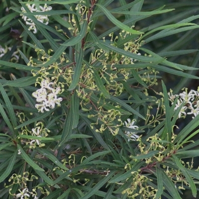 Lomatia myricoides (River Lomatia) at Panboola - 24 Dec 2020 by Kyliegw