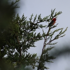 Myzomela sanguinolenta (Scarlet Honeyeater) at Pambula, NSW - 24 Dec 2020 by Kyliegw