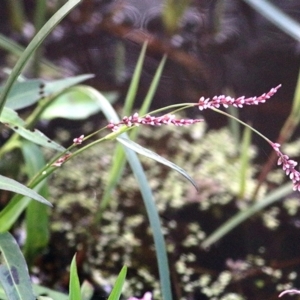 Persicaria decipiens at Pambula, NSW - 25 Dec 2020